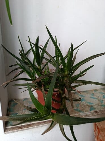 Asılqanlar: Aloe (sukkulent) – qapalı şərait üçün dekorativ bitki - Növ: Aloe — 1