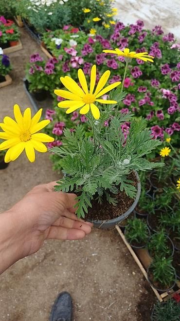 qerenfil toxumu: Satış: qapalı saksılarda dekorativ çiçək və kollar Məhsullar: - — 8