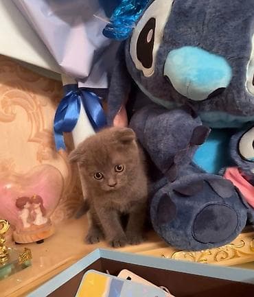 Pişiklər: Şotland yastı qulaq — 4