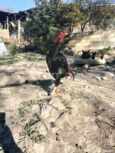 hələb keçisi haqqında məlumat: Xoruz, il: 3 — 2