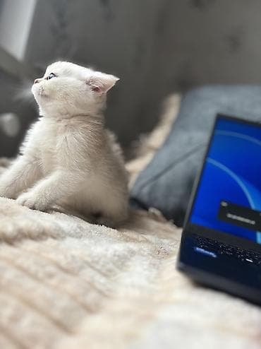 fars pişik: Şotland, Ünvandan götürmə, Pulsuz çatdırılma — 9