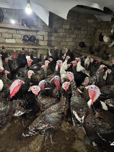 K/t heyvanları və malları: Məhsul: Hinduşka sürüsü Təsvir: - Şəkillərdə gördüyünüz damazlıq — 2