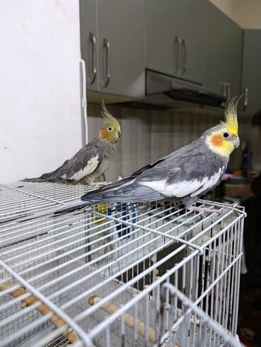 gərəf quşu: Nimfa (Cockatiel) papuqayları - Növ: Nimfa (Cockatiel), toparlaqlı — 2