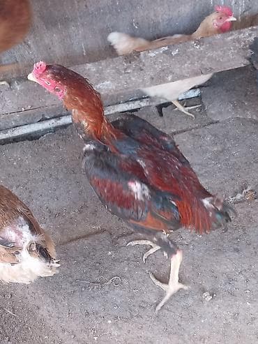 kənd xoruzu: Aseel tipli gənc xoruz - Cins: ehtimalən Aseel (uzun ayaqlar, güclü — 1