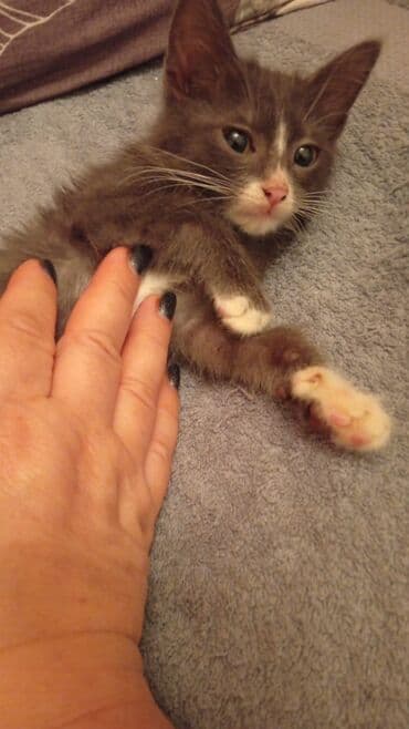 tüksüz pişiklər: Yaxşı əllərə — 2