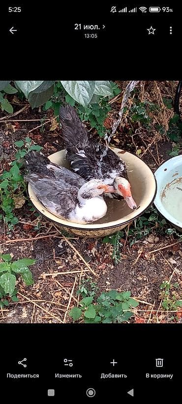 hind ördəyi: Muscovy ördəkləri (indo-ördəklər) – 2 baş - Rəngi: boz-ağ qarışıq — 1