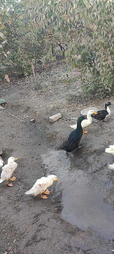 kənd çolpası: Erkək, Damazlıq — 5