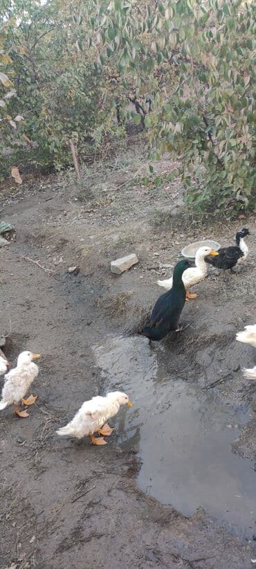 bmw 1 серия m135i at: Самец, Для разведения — 2