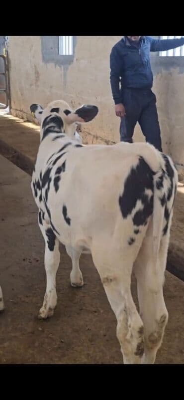 ucuz toyuqlar: Məhsul: Dana (2 ədəd) Təsvir: - Cins tip: süd istiqamətli seleksiya – — 8