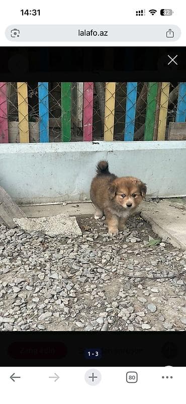 golden retriever balası: Peyvəndli — 2