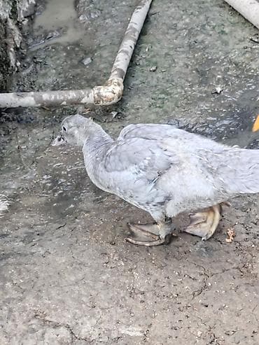 bala xaski: Salam temiz qan Lavanda ballari 1 ay 15 gunlukdurler 10 edetdi — 2