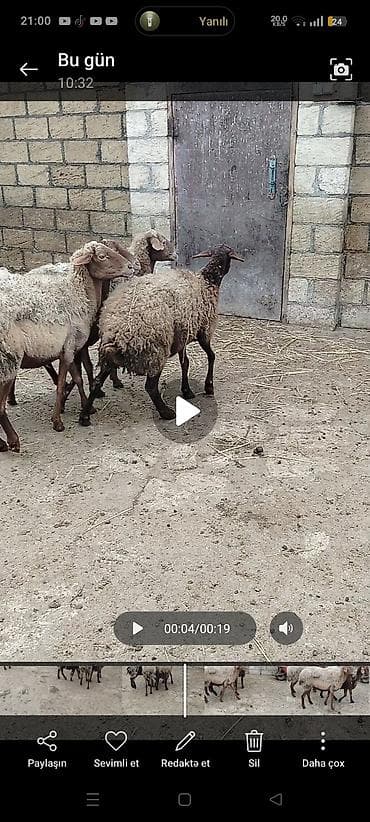 qoyunu: Qoyun sürüsü satılır – qarabaş və qəhvəyi rəngli yerli cinslər — 3