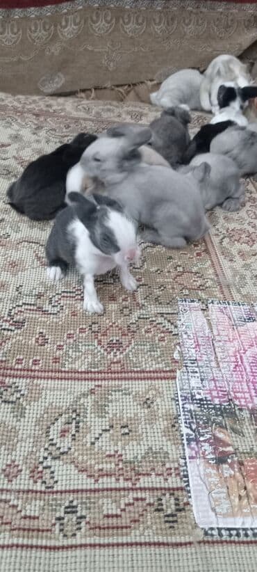 afçarka balası: Akor balası 10m — 11