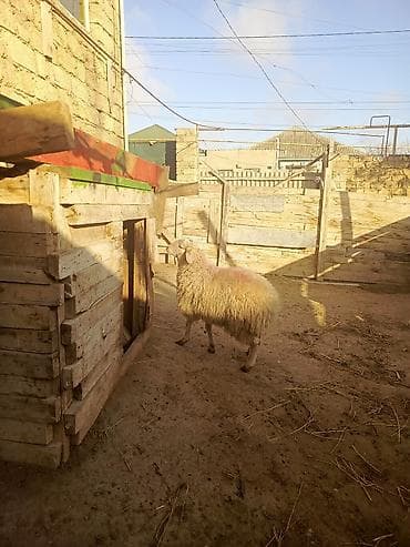 Gəmiricilər: Erkək quzudu 8 ayliqdi qurban kesmeye yarayir super heyvandi — 2