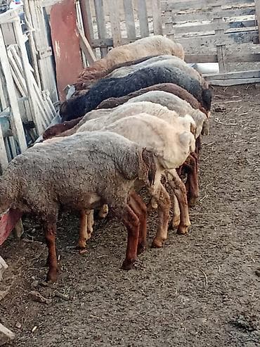 etibarli elere verilir: Salam.qurbanliq quzular var her çəkidə isdeyen elaqe saxlaya bilər — 5