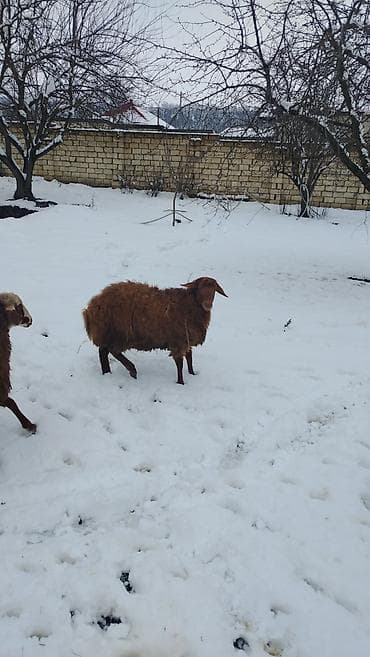 qaz satilir: Məhsul: 4 dene qoç satlir

Təsvir:
diri cekiler 37-50 kilo — 2