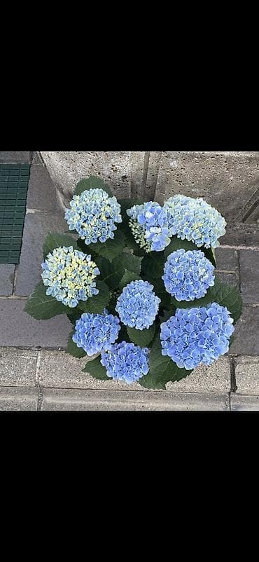 yaz gulləri: Məhsul: Saksıda hortensiya (Hydrangea) - Rənglər: mavi, bənövşəyi — 6