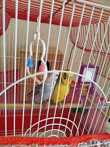 col pişiyi: Dalğıç-quşlar üçün tam dəst qəfəs - Rəng: ağ karkas, qırmızı dam və — 1