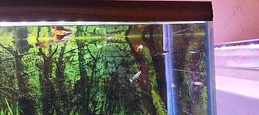 Balıqlar: Quppi, Sülhsevər, Ünvandan götürmə — 5