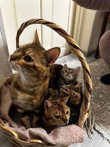 sfinks pişik: Benqal — 1