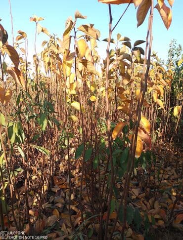 kağız doğrayan aparat: Meyvə tingləri satışdadır və sağlam zəmanətli sifariş verə bilərsiz — 9