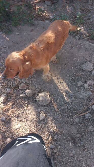 cocker: Koker spaniyel, 2 il, Erkek — 5