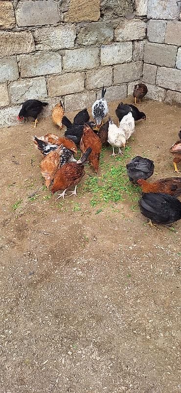 toyuq satan: Kend cüceleri .Qiymet 6 manat .25 edetdi kom götürene endirim var — 2