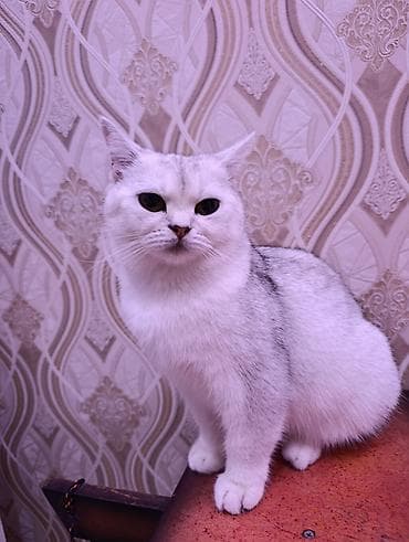heyvan: Britan, Dişi, Yaxşı əllərə — 5