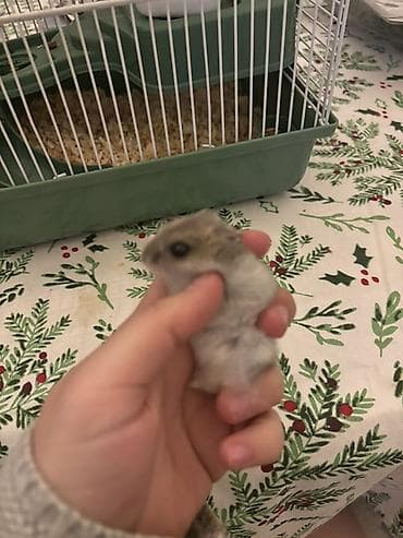 Собаки: Cırtdan hamster və qəfəslə birgə komplekt - Növ: cırtdan (cüce) — 2