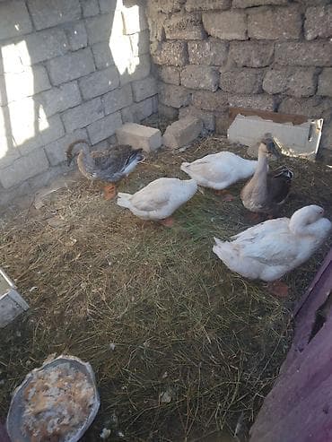 hind quslari: Satılır: ördək və qaz balaları boyuklerde var qaz bala 8 azn lal 4 azn — 5