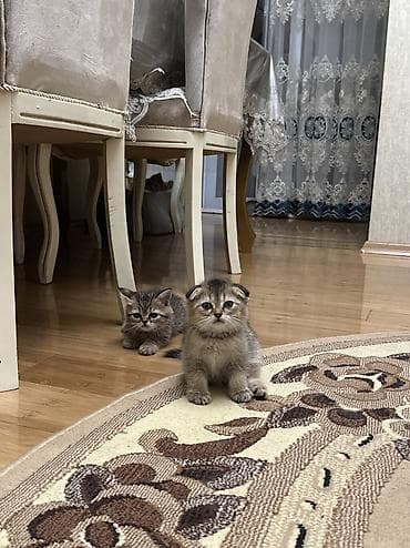 ev piwiyi: Şinşilla, Erkək, Dişi, Yaxşı əllərə, Ünvandan götürmə — 2