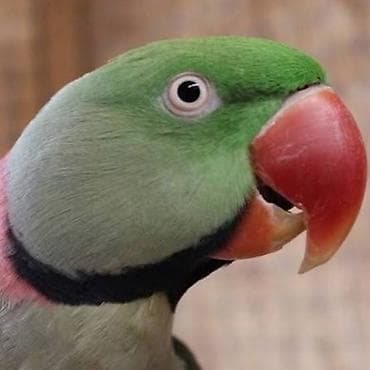 Другие птицы: Real alıcılara endirim var Məhsul: Aleksandr papağanı (Psittacula — 4