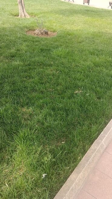 perlit qiyməti: Torf ekolayf perlitli 250 litrlik torf perlitli organik gubre torf — 27