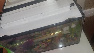 yalnız suda yaşayan heyvanlar: Dördbucaq akvarium, Balıqlarla birlikdə, 20 l — 5