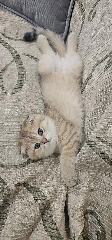 qara pisik sekilleri: Şotland, Erkək, Yaxşı əllərə, Ünvandan götürmə, Ödənişli çatdırılma — 2