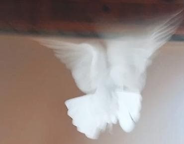 tutuquşu qiymetleri: AG erkek bugun tutulub 13 tuk asagda oynagida var cilpag stoykalı — 2