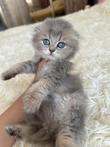 pişim: Şotland yastı qulaq — 3