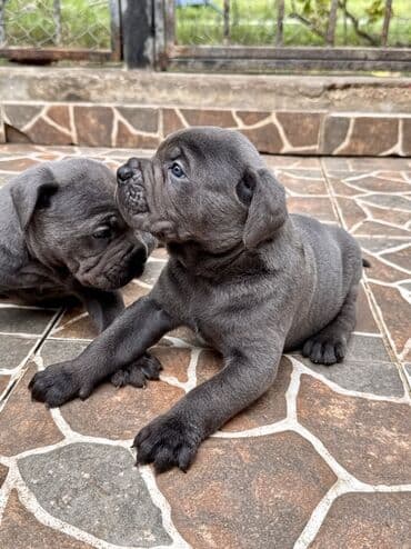 кане корсо цена: Kane-Korso — 14