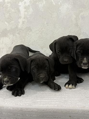 kaski itleri: Kane-Korso, 2 ay, Peyvəndli, Ünvandan götürmə, Ödənişli çatdırılma — 5