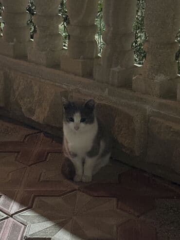 simmental cinsi: Yaxşı əllərə, Ünvandan götürmə — 1