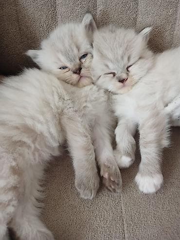 avcarka bala: Ragdoll cinsli balaca pişiklər - Cins: Ragdoll (sakit, mehriban və — 3