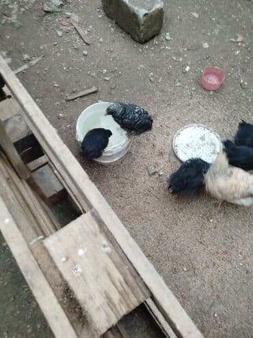 xarkov cuce: Toyuq cücələri, Ətlik — 2