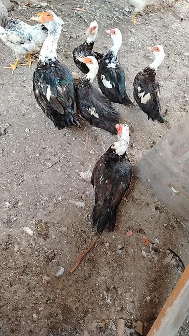 tovuz qusu satilir: Salam 9 denə lal ördeydi 3 erkəydi 6 sı dişidi qiyməti hamsını alana — 3