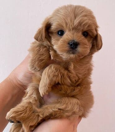 itləe: Самец — 5