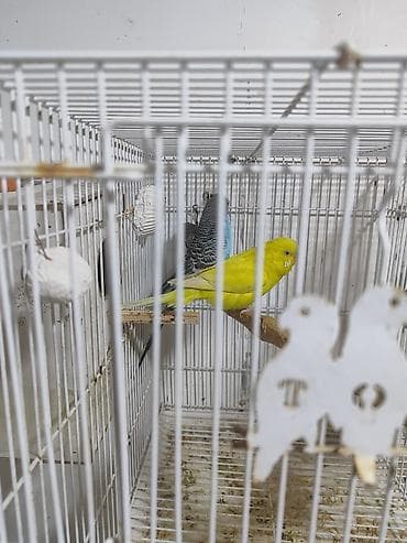 karella tutuquşu: Iki cüt bala verməyə hazır cüt. bir cütü 30manata. Savxoz Ramanada — 7