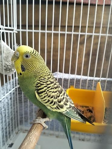 Digər quşlar: Növ: Dalğalı tutuquşu Rəng: Yaşıl bədən, sarı baş, qara-naqişli kürək — 2