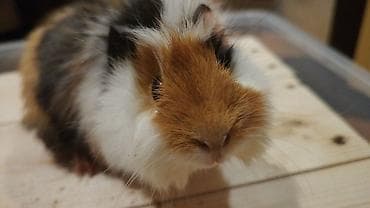 Gəmiricilər: Trikolor uzun tüklü dəniz donuzu (guinea pig) Parodası "Shiba" - — 4