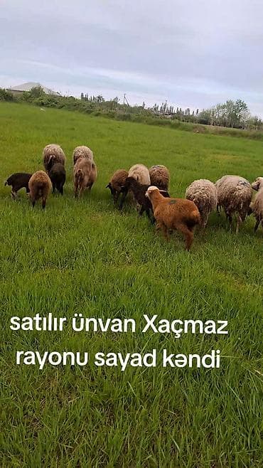 3 ana bala. 2 tək qoyun. 2 böyük quzu. 2 balaca quzu .ümumi 9