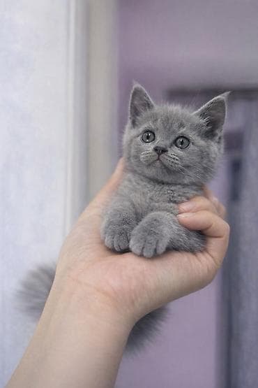 🐱 Təcili satılır! Çox şirin boz pişik balası Çox mehriban və