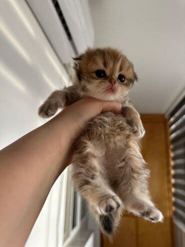 Аквариумы: Шотландская, Самка, В добрые руки, Самовывоз, Бесплатная доставка, Платная доставка — 5